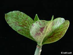 Image result for Synadenium grantii