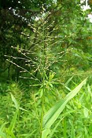 Image result for Panicum hymeniochilum