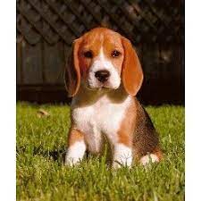 3 girls available, 2 tri and 1 lemon. Beagle Puppy In The Grass Beagle Puppy Beagle Breeders Beagle