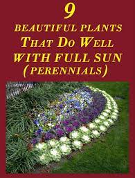 9 Beautiful Plants That Do Well With Full Sun Sun Plants Sun Perennials Full Sun Garden