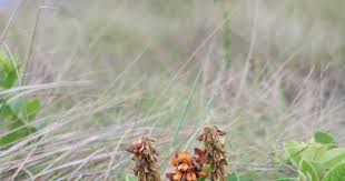 Image result for Sisyranthus imberbis