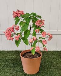 Image result for Mussaenda