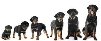 The puppy will be female. Rottweiler Names Get 150 Ideas My Dog S Name