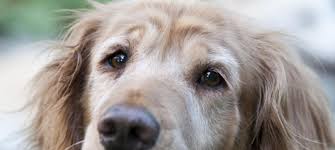 Contact illinois golden retriever breeders near you using our free golden retriever breeder search tool below! Retrieve A Golden Of The Midwest Every Dog Deserves A Golden Life