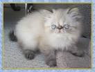 Identifying a Blue and Lilac Point Himalayan