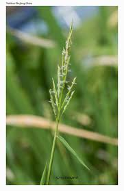Image result for Leersia tisserantii