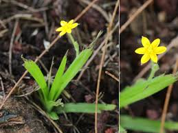 Image result for Hypoxis angustifolia