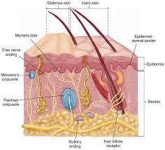 Merkel nerve endings are mechanoreceptors found in the skin and mucosa of vertebrates that provide touch information to the brain. The Act Not Art Of Drawing Corpus