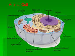 Check spelling or type a new query. 1 1 Studying The Structure Of Cells The Cell Theory The 3 Main Ideas Are All Living Things Are Made Of One Or More Cells The Cell Is The Basic Ppt Download