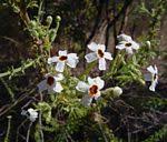 Image result for Jamesbrittenia burkeana