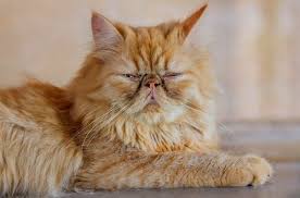 These are the best cat breeds with the sweetest personalities. 5 Asian Cat Breeds My Animals