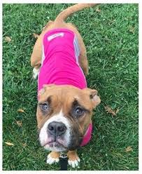 You will find boxer dogs for adoption and puppies for sale under the listings here. Adopt Jenny Lo On Petfinder Boxer Puppies Boxer Dogs Shelter Dogs