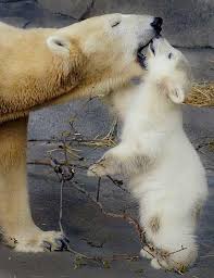 mama and baby polarbears visit our page here http what do animals eat com polar bears polar bear baby polar bears animals beautiful