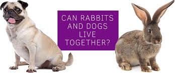 Living together once the rabbits are spending one to two hours together daily without any problems they can be introduced into their intended living space, initially under supervision. Can Rabbits And Dogs Live Together Happily And Safely