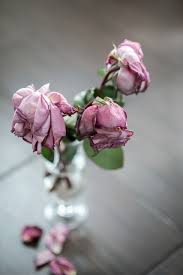 We did not find results for: Rose Vase Dead Dry Free Photo On Pixabay