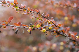 Image result for Berberis darwinii