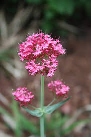 Image result for Centranthus