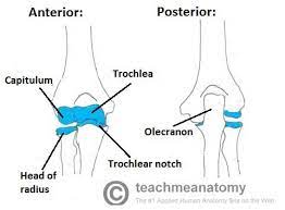 Images of bone body cut out. The Elbow Joint Structure Movement Teachmeanatomy