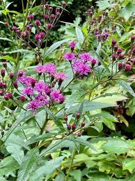 Image result for Vernonia myriantha