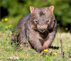 Image result for Common wombat