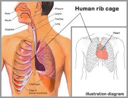 The chest cavity is also called. Is Your Heart Under Your Third Rib Matters Of The Heart The Pumped Blood Carries Oxygen And Nutrients To The Body While Carrying Metabolic Waste Such As Carbon Dioxide To