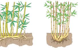 Bambus Ein Vielseitiges Riesengras Bambus Pflanzen Bambus Garten Japanische Gartenpflanzen