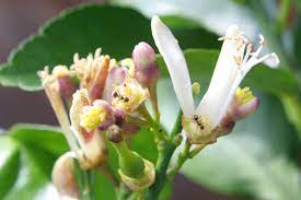 .a yellow lemon tree i'm turning my head up and down i'm turning , turning , turning , turning , turning around and all that i can see is just another lemon tree. Datei Lemon Tree Flowers With Ant Jpg Boarische Wikipedia