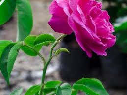 We did not find results for: 50 Most Beautiful Flowers In The World