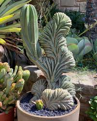 Here's a progression series of my crested pachycereus marginatus (crested  mexican fence post cactus) First pic is from today... Second is from May  30th when I first saw some new growth popping