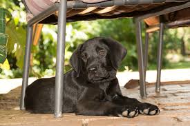 At asheville and asheville regional airport (avl). Dog Lover S Guide From Our Pet Friendly B B In North Carolina