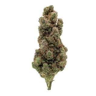 Fleur de Sour Diesel CBD, AI generated