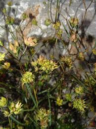 Image result for Physotrichia atropurpurea