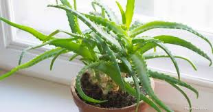 Maybe you would like to learn more about one of these? Aloe Light Requirements How Must Light Do Aloe Plants Need