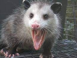 Didelphis Virginiana The Virginia Opossum Opossum Possum Dog Blog