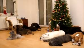 Smart Dogs Decorate The Christmas Tree Video Christmas Dog Smart Dog Dog Love