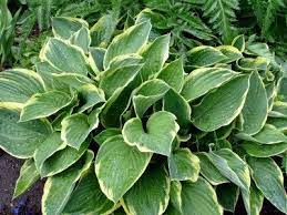 You may have seen in earlier videos. Common Hosta Problems Information On Hosta Diseases And Pests