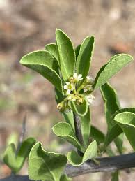 Image result for Gymnosporia pubescens