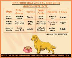 feeding a golden retriever puppy goldenacresdogs com