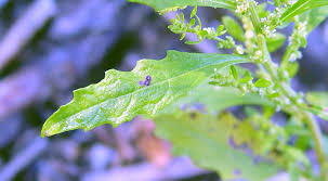 Image result for Dysphania procera