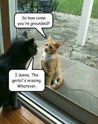 Whatever Stupid Human Funny Cat Pictures Cat Memes Funny Cat Memes
