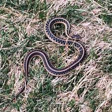 Baby Garden Snake Sunny Valley Nature Preserve New Milford Ct Garden Snakes Nature Preserve Snake