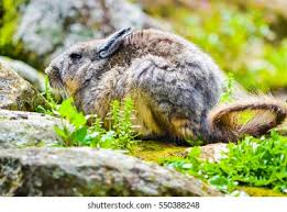 Image result for viscacha