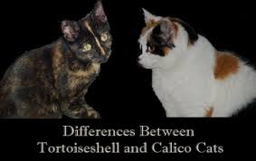 This group is for anything about cats. Differences Between Tortoiseshell And Calico Cats Pethelpful By Fellow Animal Lovers And Experts