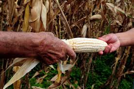 Resultado de imagen para totorames maíz