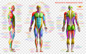 Muscle Human Body Human Back Human Anatomy Human Body People Human Png Pngegg