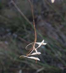 Image result for Urelytrum