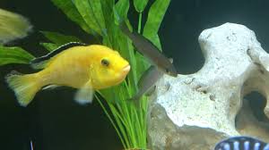 About Mouth Brooding African Cichlids African Cichlids Cichlids African Cichlid Aquarium