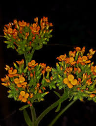Image result for Kalanchoe lanceolata
