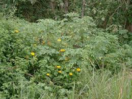 Image result for Tithonia diversifolia