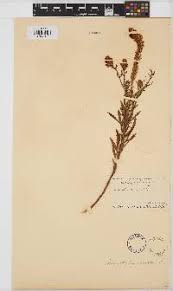 Image result for Hebenstretia angolensis